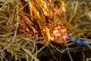 Flair_2024_00785.jpg