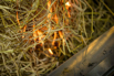 Flair_2024_01046.jpg