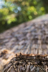Awei_Pila_2019_00434.jpg