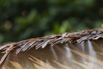 Awei_Pila_2019_00451.jpg