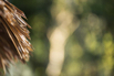 Awei_Pila_2019_00453.jpg