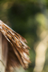 Awei_Pila_2019_00455.jpg