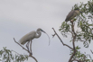PHGE_2016_01545.jpg