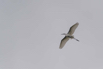 PHGE_2016_01550.jpg