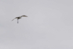 PHGE_2016_01554.jpg