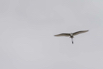 PHGE_2016_01556.jpg