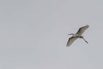 PHGE_2016_01559.jpg