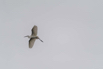 PHGE_2016_01561.jpg