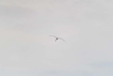 PHGE_2016_01563.jpg