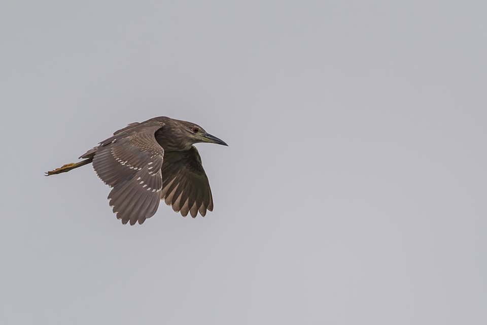 PHGE_2016_01568.jpg
