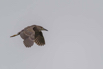 PHGE_2016_01568.jpg