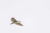 PHGE_2016_01572.jpg