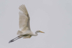 PHGE_2016_01573.jpg