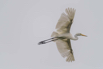 PHGE_2016_01574.jpg