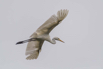 PHGE_2016_01575.jpg
