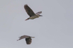 PHGE_2016_01578.jpg