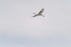 PHGE_2016_01580.jpg