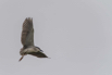 PHGE_2016_01594.jpg