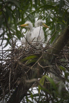 PHGE_2016_01642.jpg