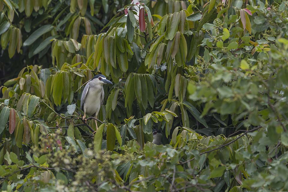 PHGE_2016_01670.jpg