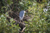PHGE_2016_01672.jpg