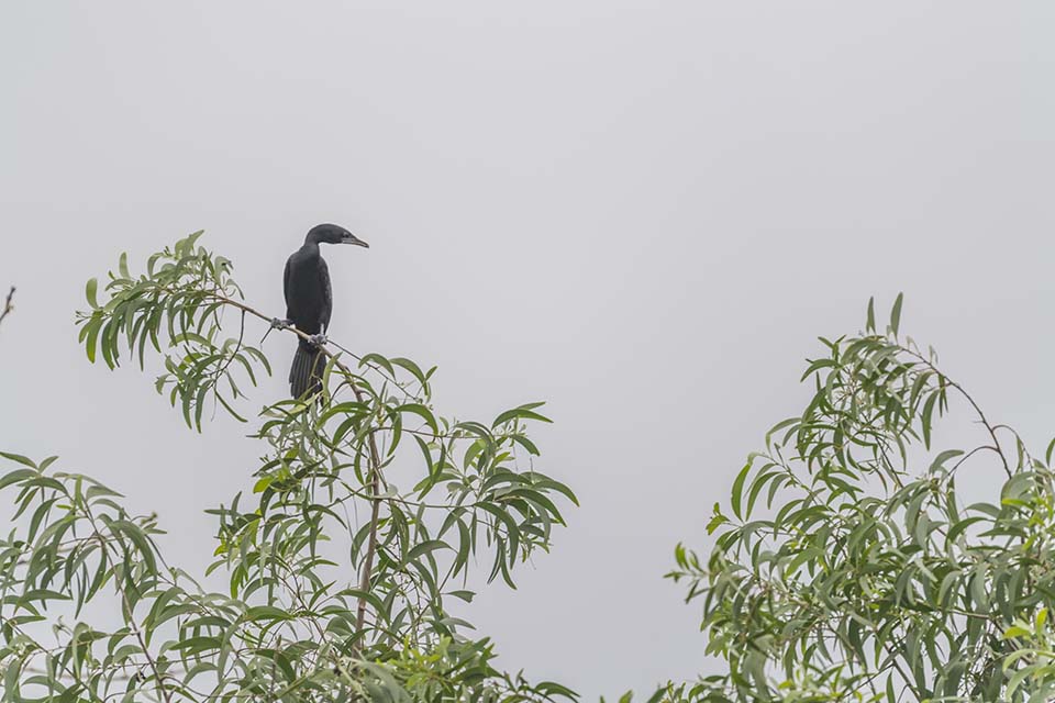 PHGE_2016_01683.jpg