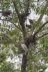 PHGE_2016_01687.jpg