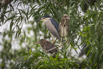 PHGE_2016_01689.jpg
