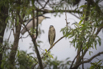 PHGE_2016_01697.jpg