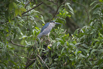 PHGE_2016_01710.jpg