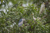 PHGE_2016_01712.jpg