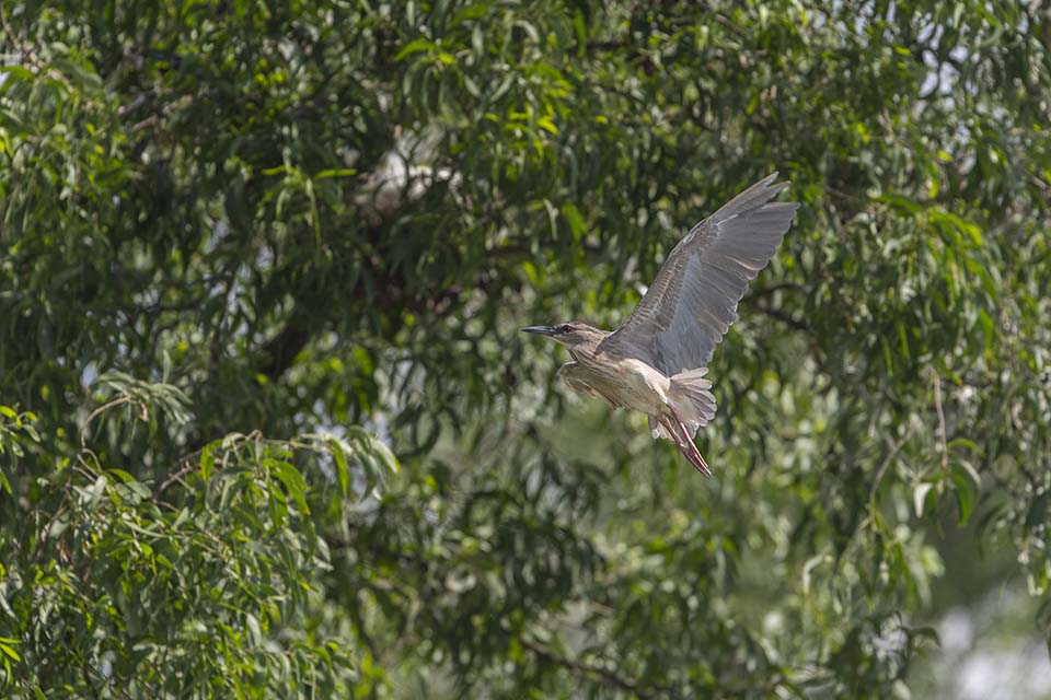 PHGE_2016_01988.jpg