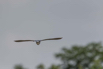 PHGE_2016_02005.jpg