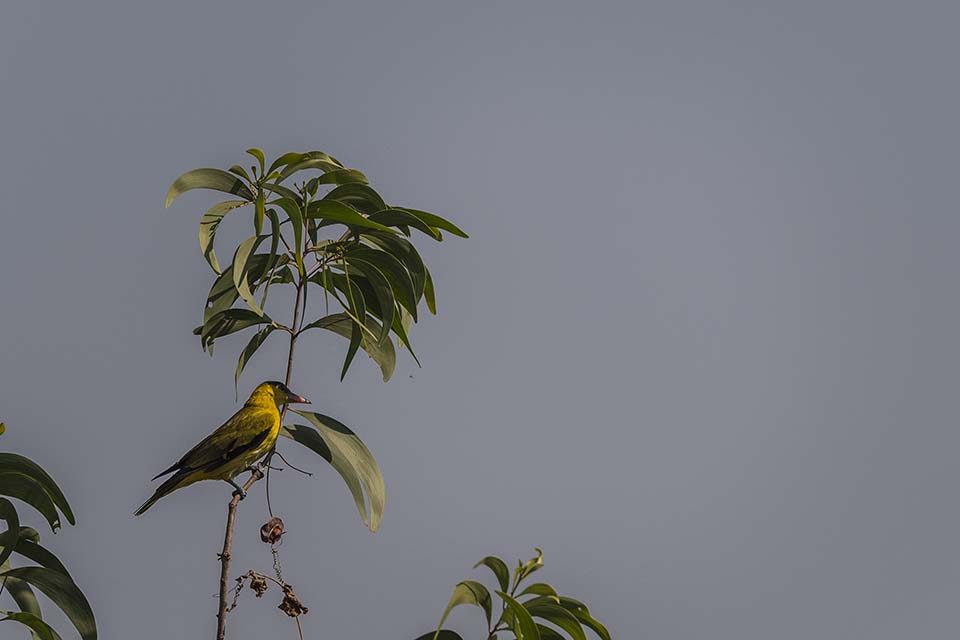 PHGE_2017_03072.jpg