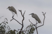 PHGE_2016_01527.jpg