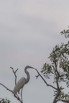 PHGE_2016_01535.jpg