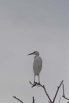 PHGE_2016_01539.jpg