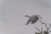 PHGE_2016_01540.jpg