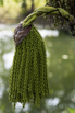 PHGE_2015_00592.jpg