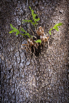 PHGE_2015_00730.jpg
