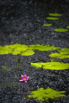 PHGE_2015_01143.jpg
