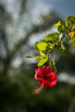 PHGE_2015_01164.jpg