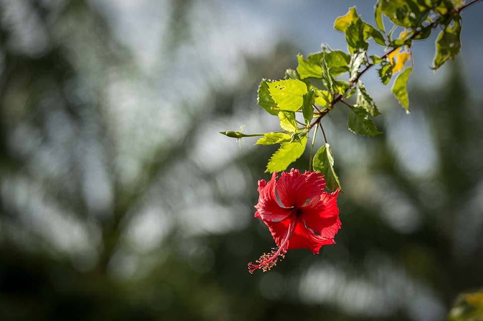 PHGE_2015_01165.jpg