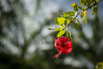 PHGE_2015_01165.jpg