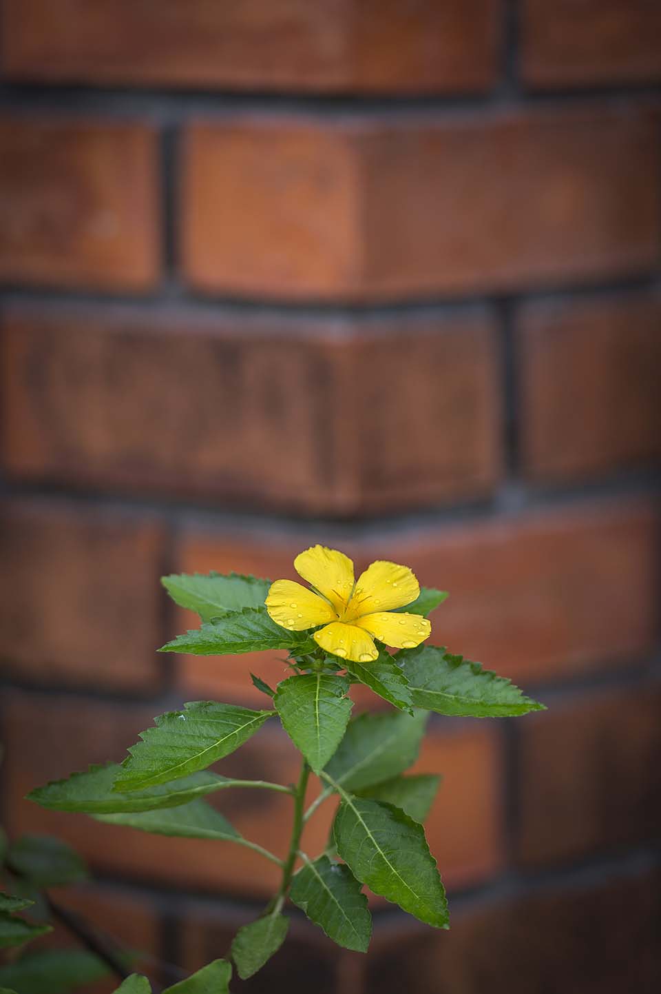 PHGE_2015_01294.jpg