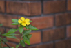 PHGE_2015_01296.jpg