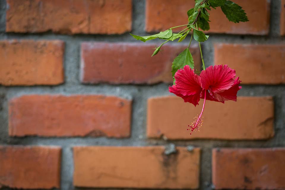 PHGE_2015_01315.jpg