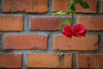 PHGE_2015_01315.jpg