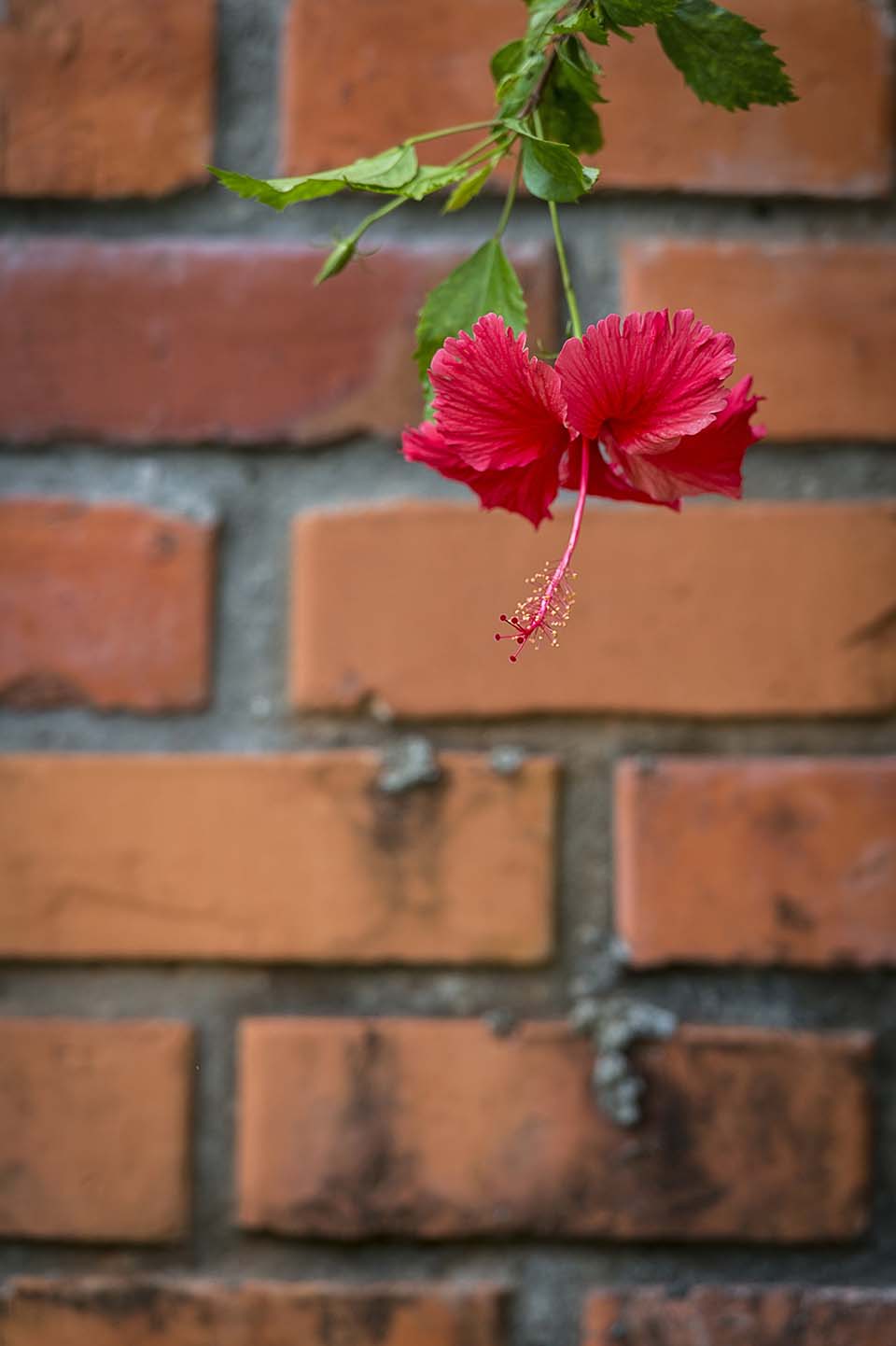 PHGE_2015_01317.jpg