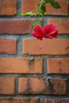 PHGE_2015_01317.jpg